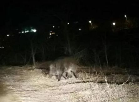 野猪见到人后跑进了树林,并未伤人.