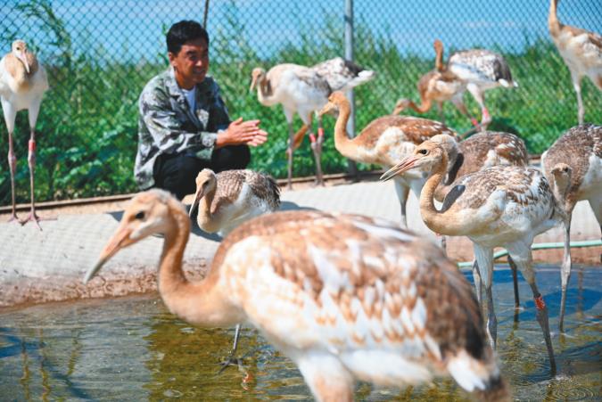 盘锦湿地繁育丹顶鹤创纪录