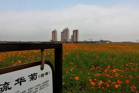 [沈北新区]百花争艳 沈北道义城市花海公园千亩花海开放_沈阳今日头条